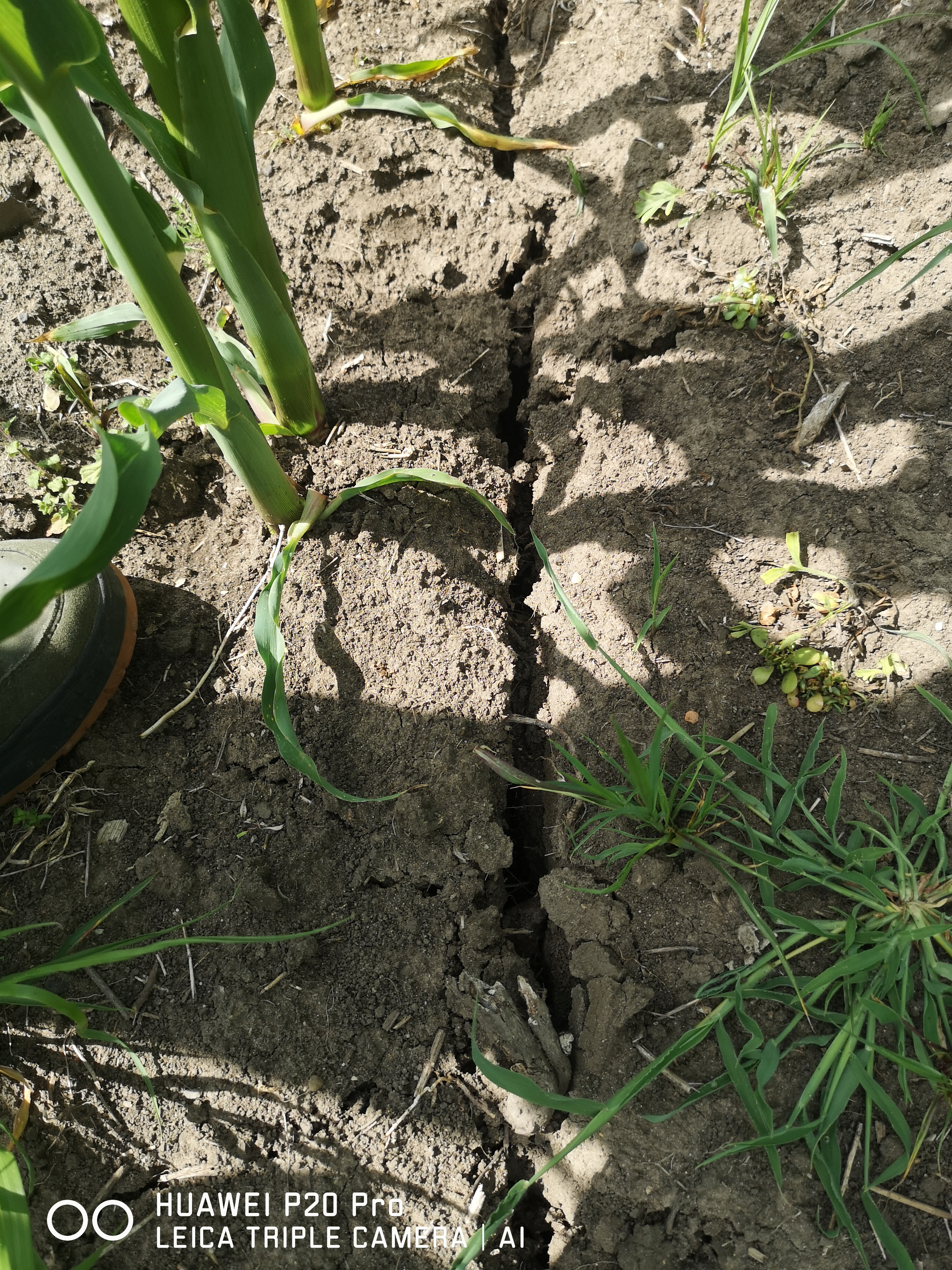 Still ongoing drought period in Slovakia