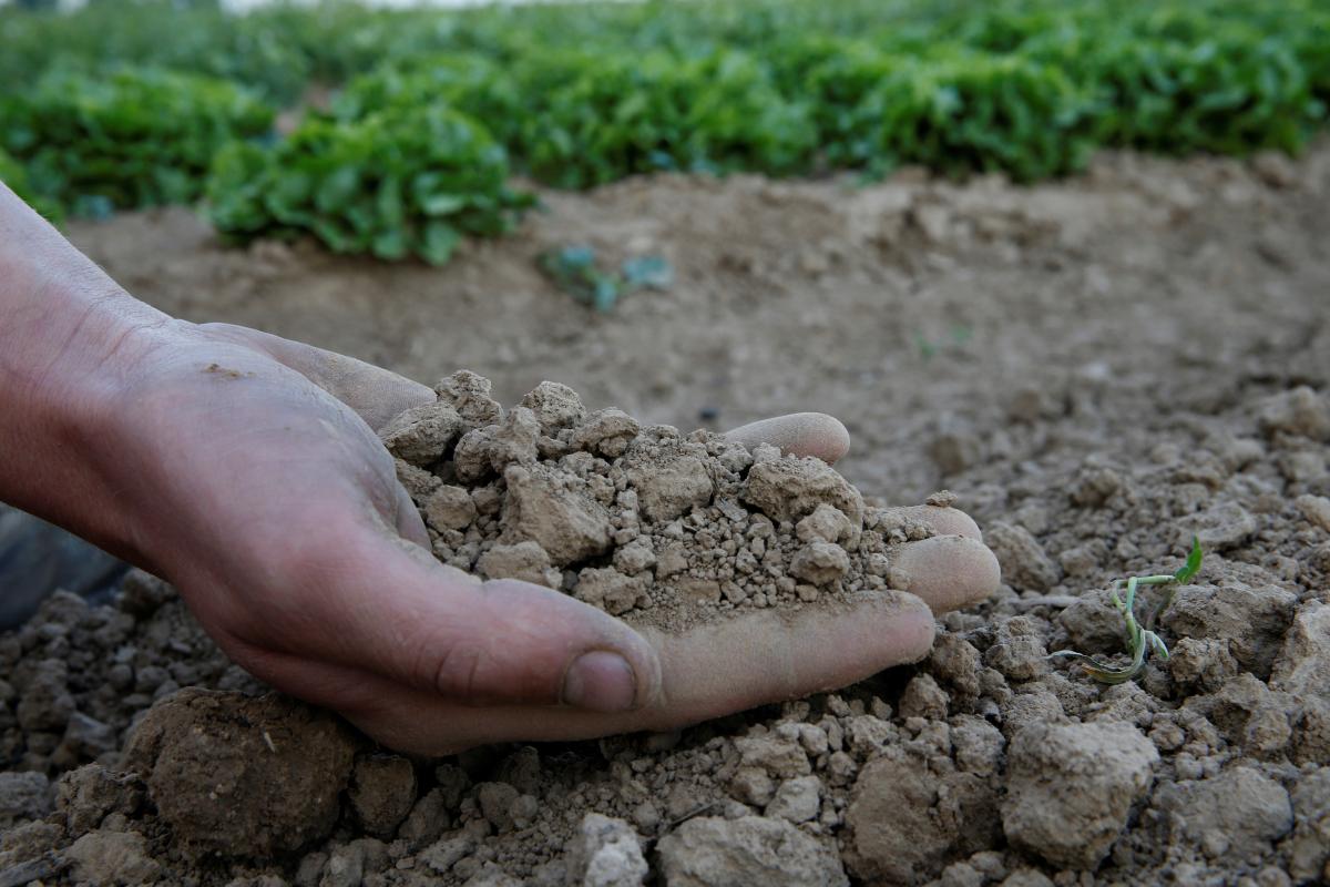 Farmers from Primorska region face drought and its consequences again this summer