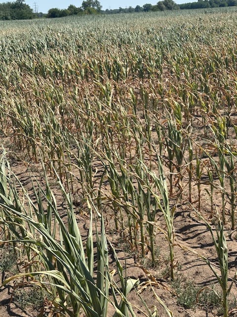  The ongoing drought is affecting both farmers and foresters